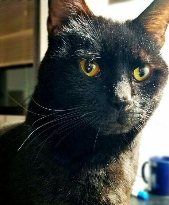 A black cat with striking yellow eyes looking serious